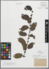 Foto von Salix myrsinifolia Salisb.